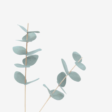 2 Feuillages – | Eucalyptus |