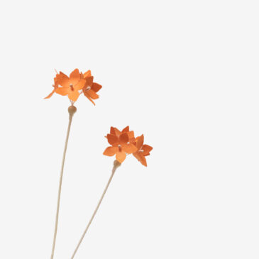 2 Fleurs – | Clivia |