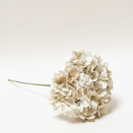 | Hortensia |