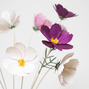 | Cosmos |