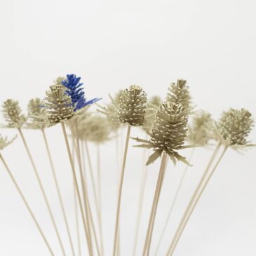 | Cardère sauvage |