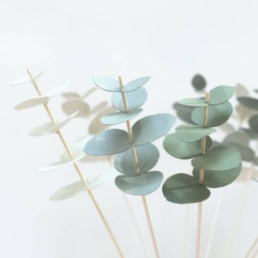 | Eucalyptus |